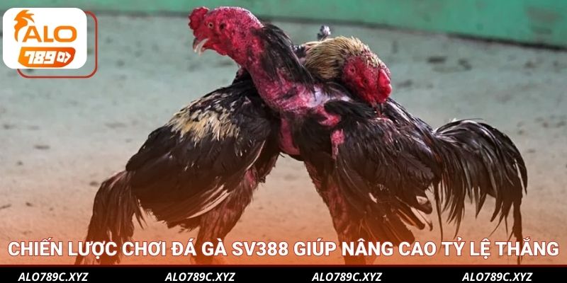 Chiến lược chơi đá gà SV388 giúp nâng cao tỷ lệ thắng