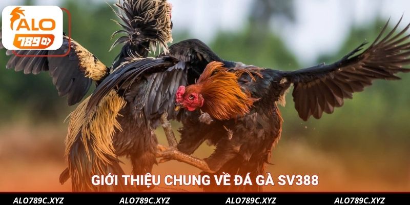 Giới thiệu chung về đá gà SV388