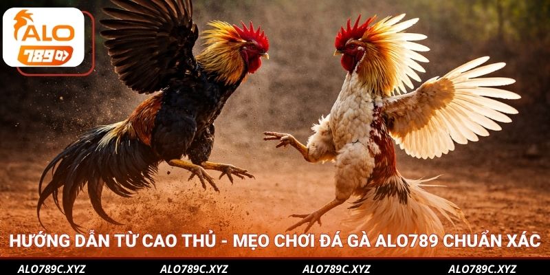 Mẹo chơi đá gà Alo789 - Hiểu đặc trưng chiến thuật của từng loại chiến kê