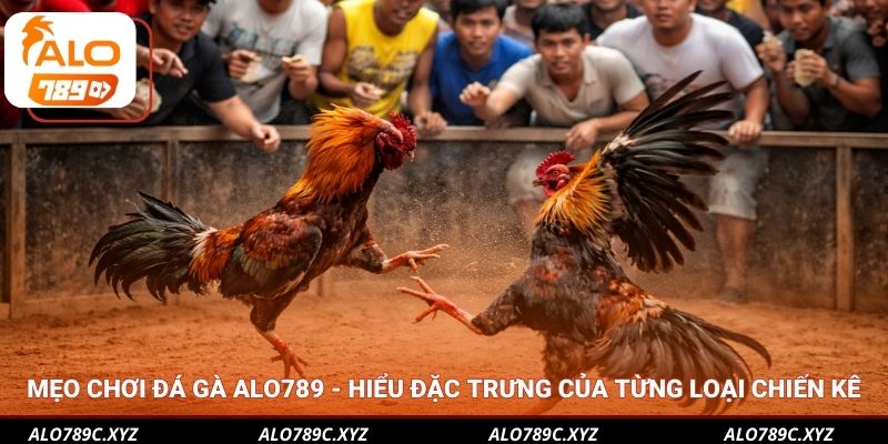 Hướng dẫn từ cao thủ - Mẹo chơi đá gà Alo789 chuẩn xác