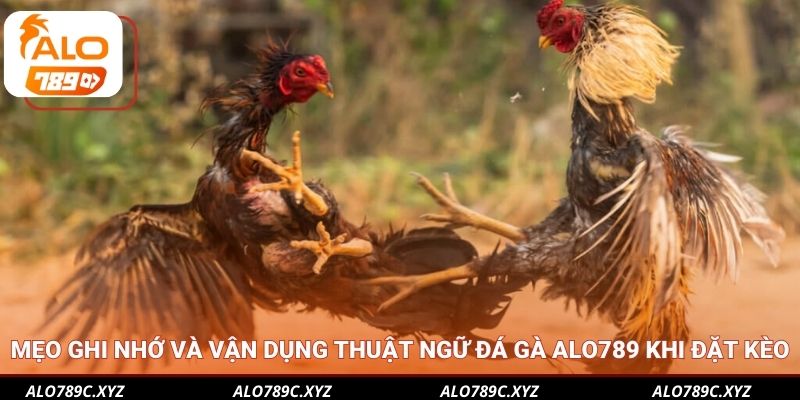 Mẹo ghi nhớ và vận dụng thuật ngữ đá gà Alo789 khi đặt kèo