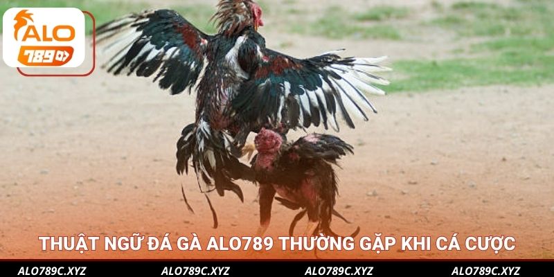 Thuật ngữ đá gà Alo789 thường gặp khi cá cược