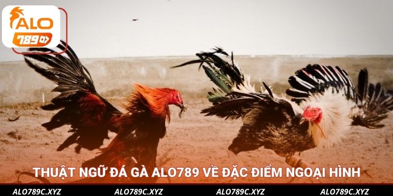 Thuật ngữ đá gà Alo789 về đặc điểm ngoại hình