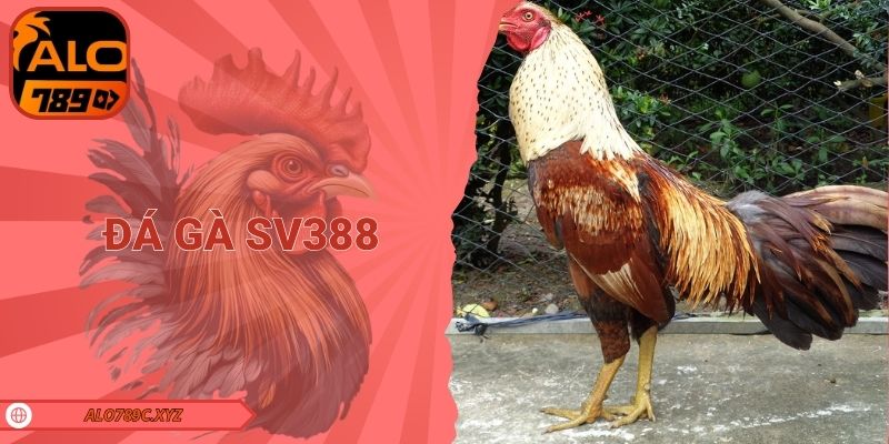 Đá gà SV388
