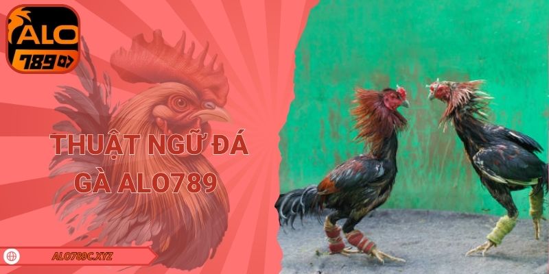 Thuật ngữ đá gà Alo789